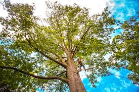 Best Emergency Tree Removal  in Delavan Lake, WI