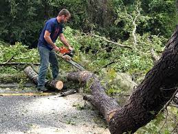 Best Tree Preservation Services  in Delavan Lake, WI