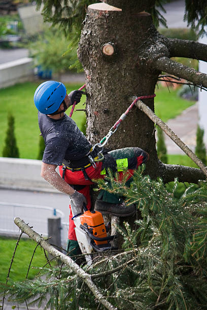 Best Stump Grinding and Removal  in Delavan Lake, WI