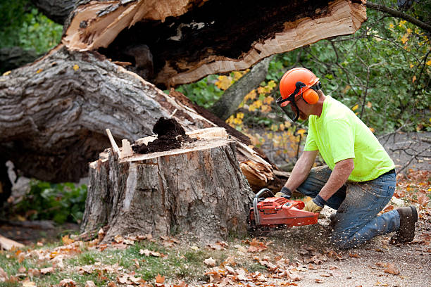 Best Tree Maintenance Programs  in Delavan Lake, WI