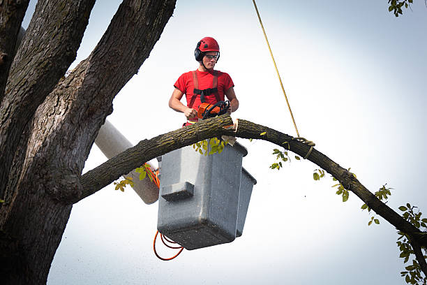 Best Tree Risk Assessment  in Delavan Lake, WI