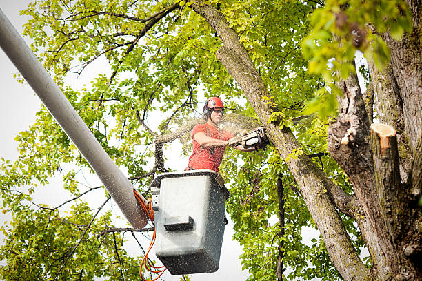 Best Tree Removal Service  in Delavan Lake, WI